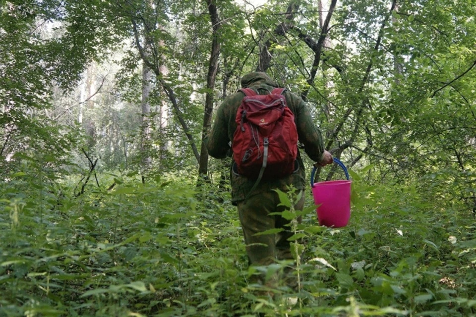 Добровольцы «ЛизаАлерт» рассказали, как смартфон может помочь выйти из леса